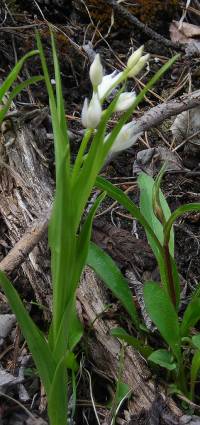 White orchid